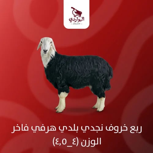 ربع خروف نجدي بلدي هرفي فاخر الوزن (4_4.5)