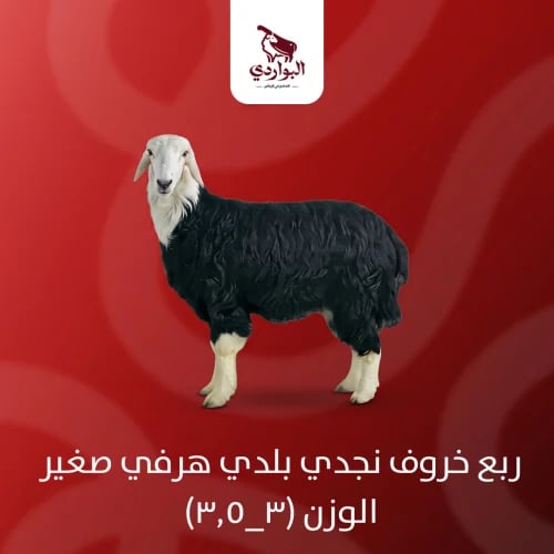 ربع خروف نجدي بلدي هرفي صغير الوزن (3_3.5)