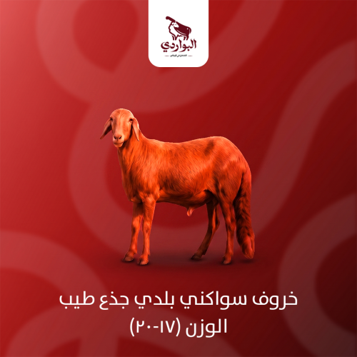 خروف سواكني بلدي جذع طيب الوزن (17-20)