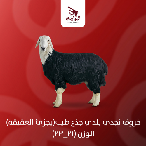 خروف نجدي بلدي جذع طيب(يجزئ العقيقة) الوزن (21_23)