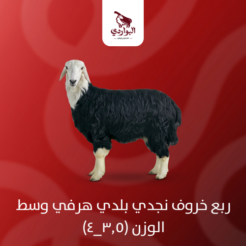 ربع خروف نجدي بلدي هرفي وسط الوزن (3.5_4)
