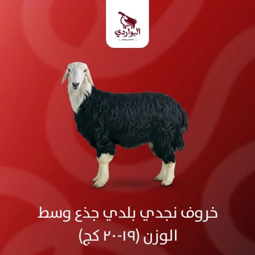 خروف نجدي بلدي جذع وسط الوزن (19-20 كج)