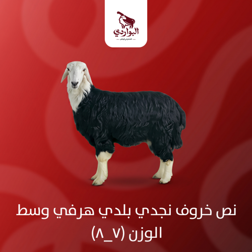 نص خروف نجدي بلدي هرفي وسط الوزن (7_8)