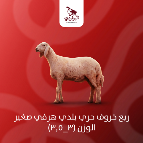 ربع خروف حري بلدي هرفي صغير الوزن (3_3.5)