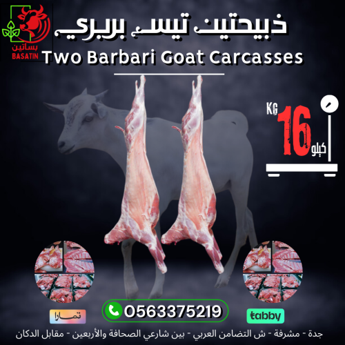 ذبيحتين تيس بربري مجموع 16 كيلو