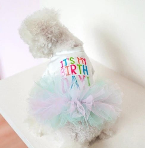 فستان عيد ميلاد للقطط والكلاب