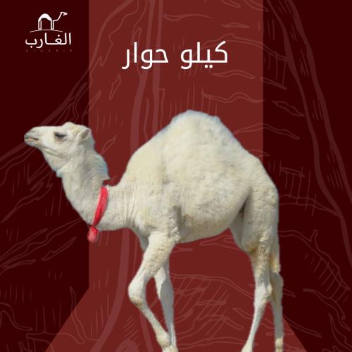 كيلو لحم حاشي