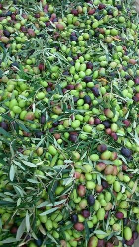 Green olives 1 kilogram
