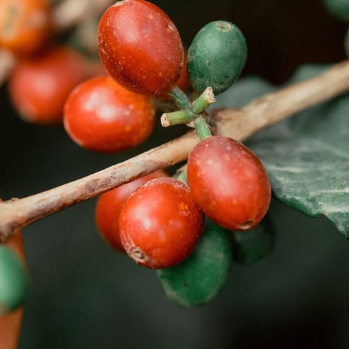 لوح الشوكولاتة البُّن الخولاني | جازان