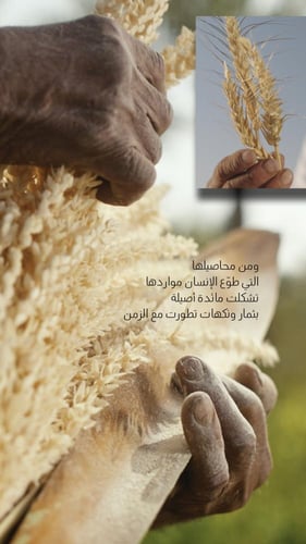 لوح شوكولاتة فتيت البُر | نجد