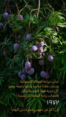 لوح شوكولاتة بالمانجو | جازان