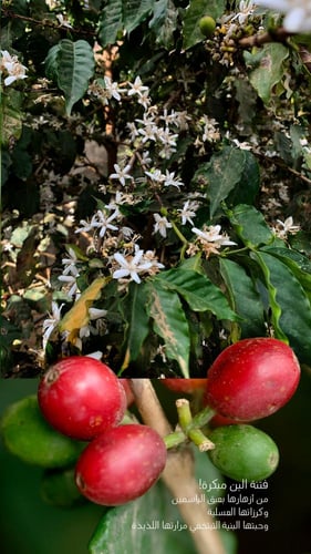 لوح الشوكولاتة البُّن الخولاني | جازان