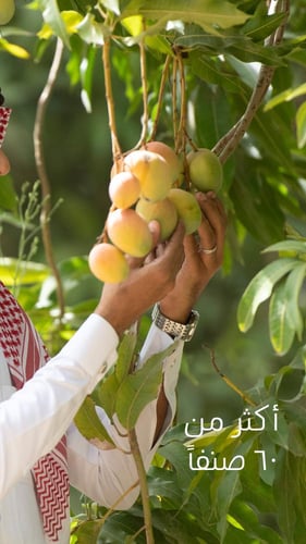 لوح شوكولاتة بالمانجو | جازان