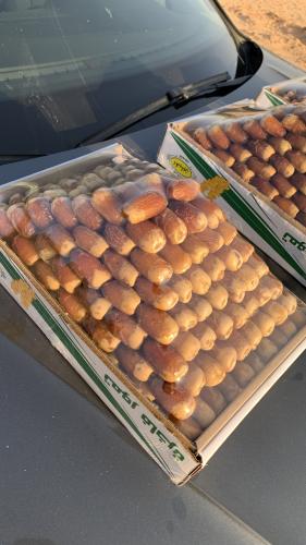 صقعي ملكي نوادر حبة جامبو الوزن 6.5 kg تقريبا