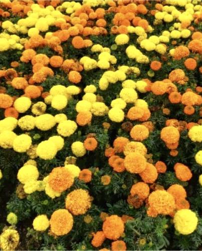 بدور زهور القطيفة