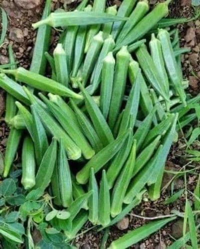 بذور بامية هندي 200 جرام