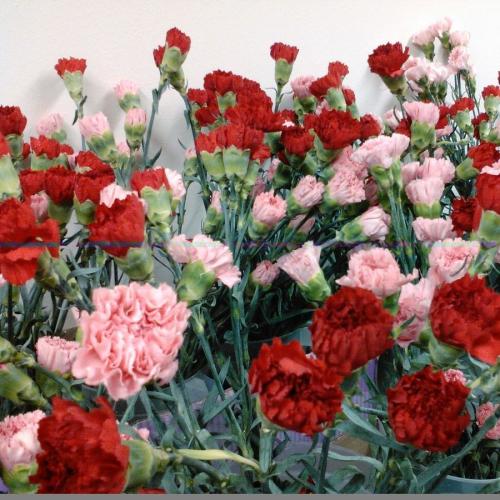 بذور زهور الاكلركية الانيقة