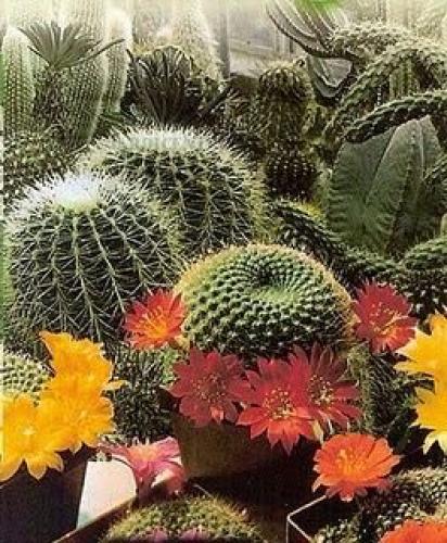 بذور نبات الصبار