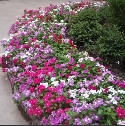 بذور زهرة البفتة ألوان متعددة