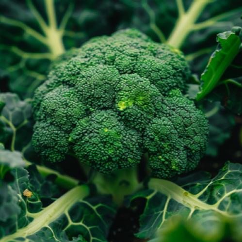 بذور بروكلي