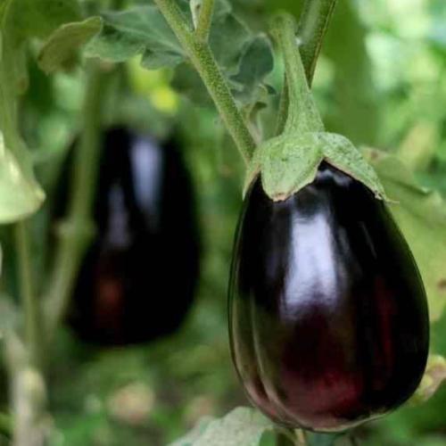 بذور باذنجان 3.50 جرام