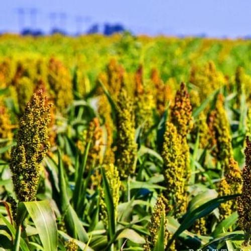 بذور ذرة بايبر سودانية 25 كيلو