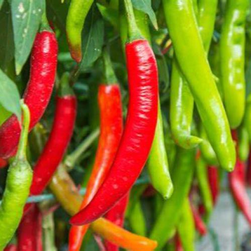 بذور فلفل حار