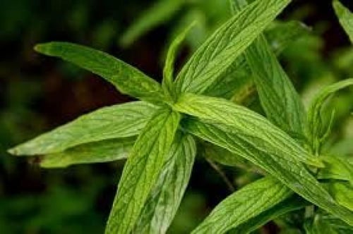 حبق 3.50 جرام