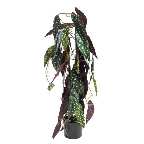 نبات بيغونيا مكيولاتا صناعي – أوراق منقطة واقعية،...