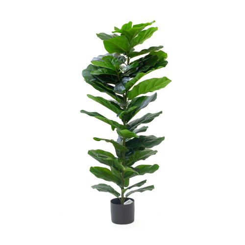 شجرة فدل ديكور داخلي – أوراق خضراء نابضة بالحياة