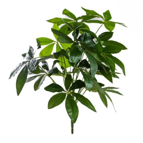 خضار باشيرا 60 سم بدون حوض