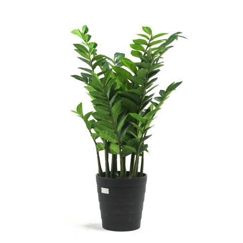 شجرة زاميا صناعية من حديقة السوسن – ارتفاع 80 سم –...