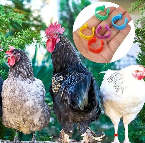 خواتم ترقيم دجاج