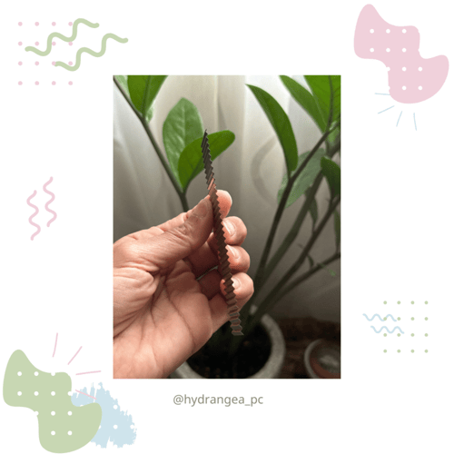 مشارط متعرجة