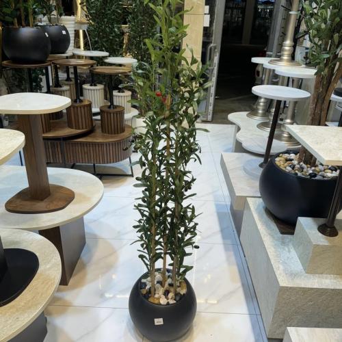 شجرة زيتون 5 فرع اسود