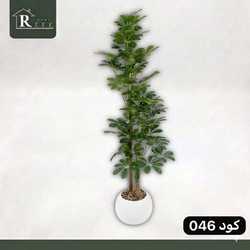 شجرة همالايا ورق اللوز