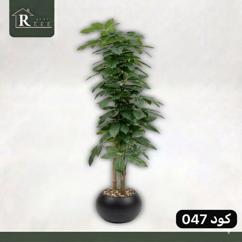 شجرة همالايا منقا