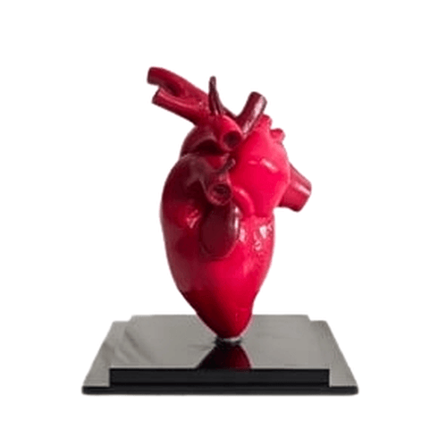 مجسم قلب الإنسان التعليمي 3D