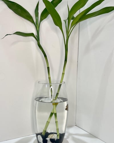 حوض بامبو مع سمكه