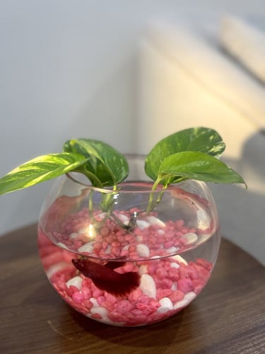 حوض بوتس مع سمكة ( وردي )