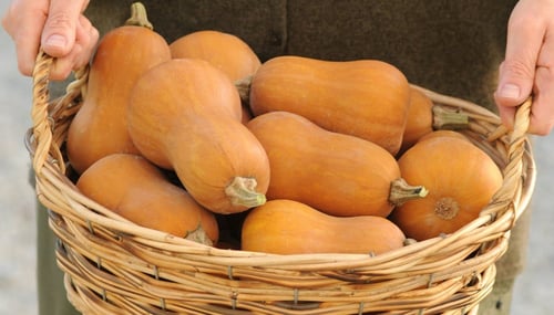 بذور قرع العسل - Honeynut Winter Squash Seeds