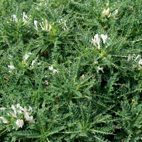 زيت الكثيرة المركز