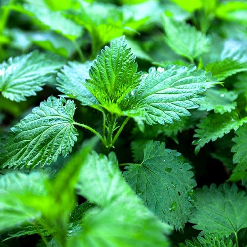 زيت القراص مركز