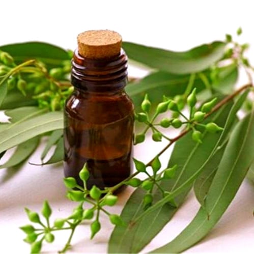 زيت الكافور المركز