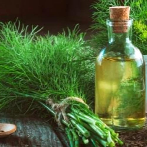 زيت الشبت المركز