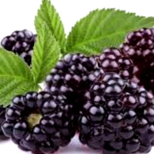 نكهة التوت البري المركزة - 100 جرام