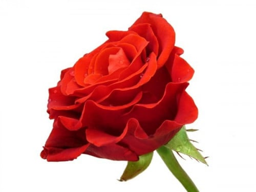 زيت عطري لرائحة الوردة الهولندية