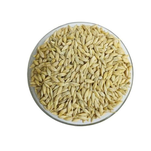 شعير قصيمي فاخر - حبوب شعير طبيعية