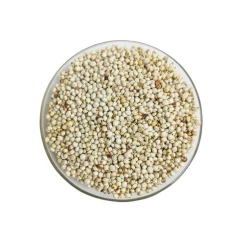 ذرة بيضاء طبيعية فاخرة - حبوب ذرة نقية