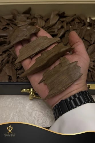 عود مروكي غابات شبنتيكا دبل وسوبر مرتفع